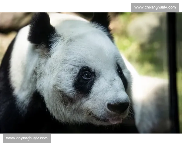 墨西哥为 35 岁大熊猫 “欣欣” 庆生 海外最长寿 “友谊大使” 迎百岁华诞